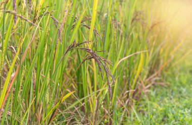 Pirinç berry çiftliğinde. (Tayland pirinç yasemin siyah)