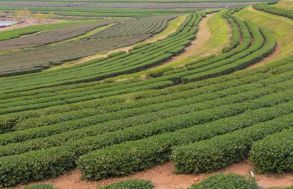 Зеленая чайная ферма на холме на севере Таиланда . — стоковое фото