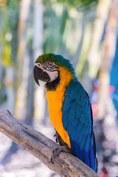 Guacamayo loro hermoso color en el árbol — Foto de Stock