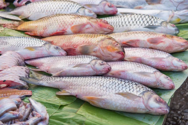 Slice of Fresh fish for shop in a market — Stock Photo, Image