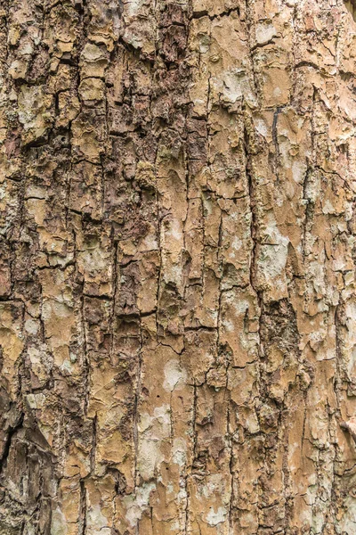 Stromové kůry vzorek textury pro pozadí — Stock fotografie