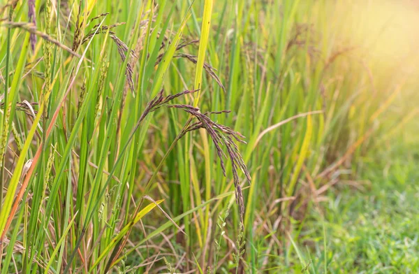 Baies de riz à la ferme. (riz au jasmin noir thaïlandais ) — Photo