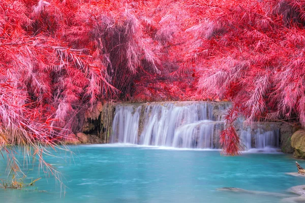 Vattenfall i regnskogen (tat kuang si vattenfall på luang prabang, laos.) — Stockfoto