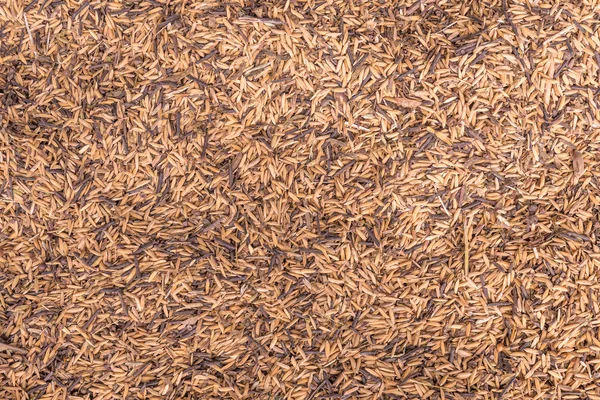 Paddy of dry on canvas after harvesting — Stock Photo, Image