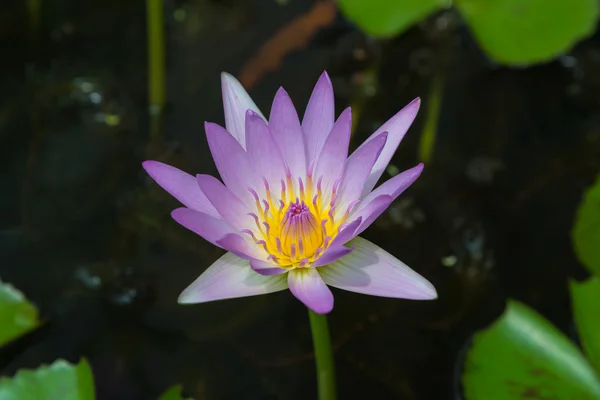 Purple of Lotus blooming flower in swamp — Stock Photo, Image