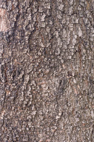 Stromové kůry vzorek textury pro pozadí — Stock fotografie