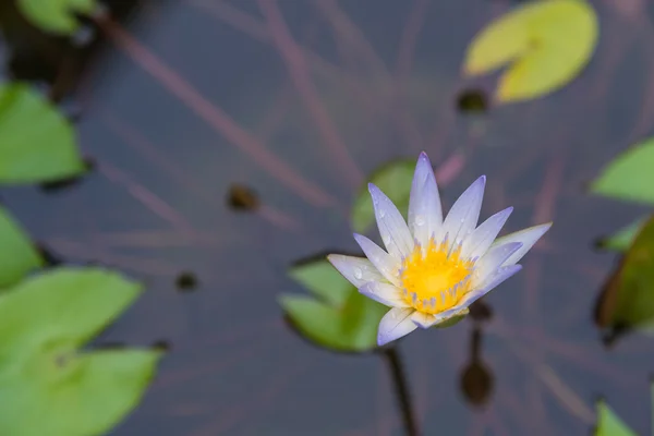 Lotus blomstrende purpur i sumpen – stockfoto