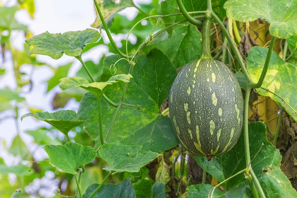 Vinter melon på dess träd i trädgården — Stockfoto