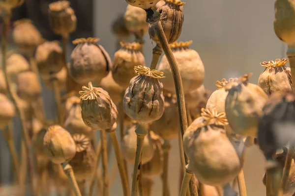 Opium poppy head, Tanaman untuk obat-obatan — Stok Foto