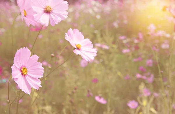 コスモス フィールドにカラフルな花 — ストック写真