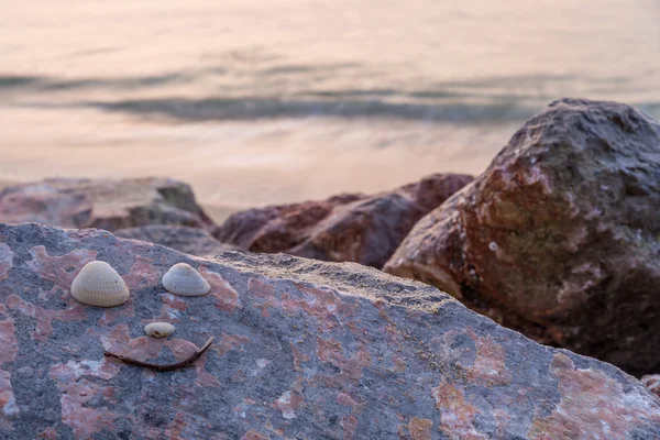 Shell van gezicht op de rots op het strand — Stockfoto