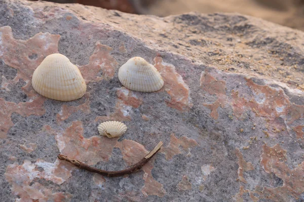 Shell van gezicht op de rots op het strand — Stockfoto