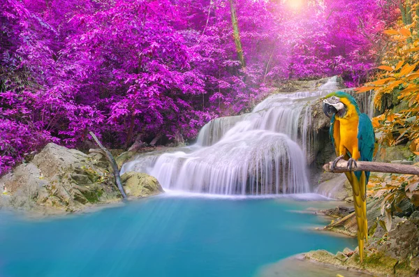 Arara de papagaio contra a cachoeira tropical na floresta profunda — Fotografia de Stock