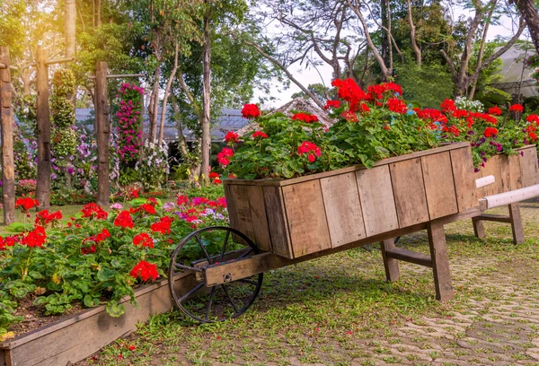 Colorido de flores de petunia en el carro de madera en el jardín — Foto de Stock
