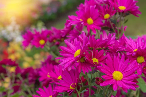 Bahçedeki kasımpatı pembe çiçeklerinin güzelliği — Stok fotoğraf