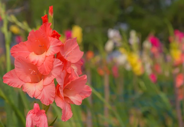 Bando de flores coloridas de Gladiolus no jardim — Fotografia de Stock