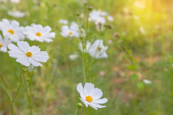 Kosmos kleurrijke bloem in het veld — Stockfoto