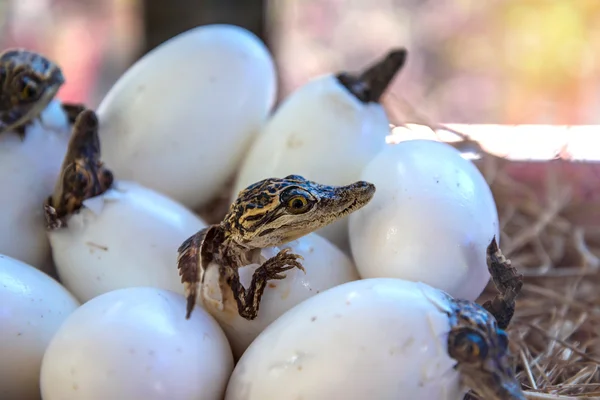 Coisas de crocodilos bebés estão a eclodir de ovos Fotos De Bancos De Imagens