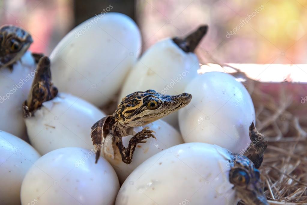 Cocodrilo bebé fotos de stock, imágenes de Cocodrilo bebé sin royalties |  Depositphotos