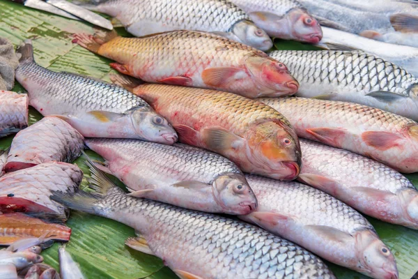 Řezy z čerstvých ryb pro obchod na trhu — Stock fotografie