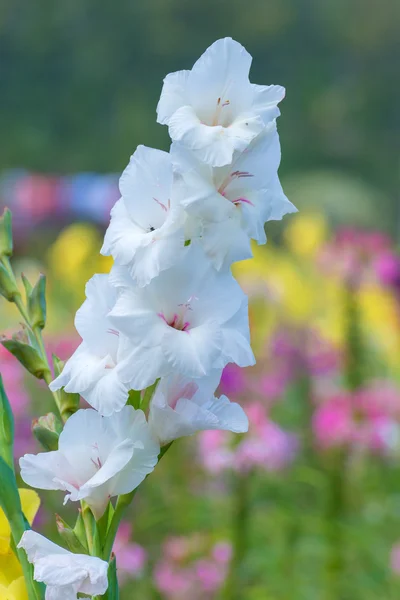 Куча разноцветных цветов гладиолуса в саду — стоковое фото