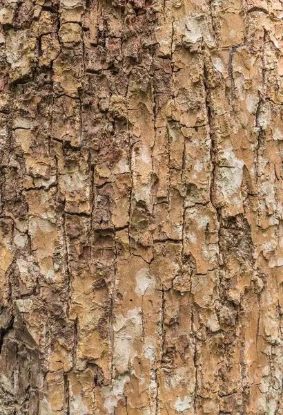 Árvore casca textura padrão para fundo — Fotografia de Stock