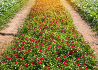 Madagaskar salyangozu veya su teresi çiçek güzel Bahçe