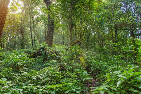 Manhã luz de floresta profunda com árvores — Fotografia de Stock