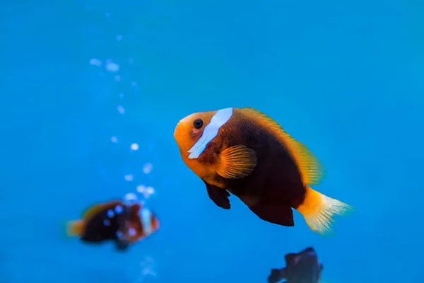 Anemonefish pod vodou v modré vody v akváriu — Stock fotografie