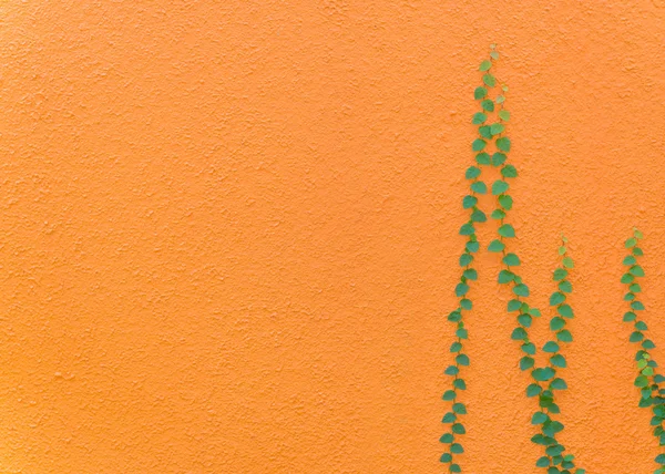 Зеленые листья на оранжевой стене текстурированные для фона — стоковое фото