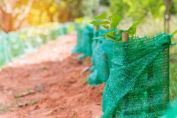 Young plant a tree in agricultural farm — Stock Photo, Image