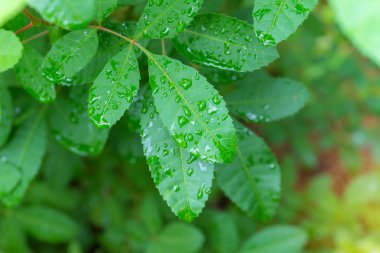 arka plan için yaprak yeşil doğası üzerine su damlası