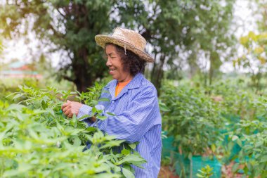Acılı sebze bahçesi toplama ile üst düzey çiftçi kadın