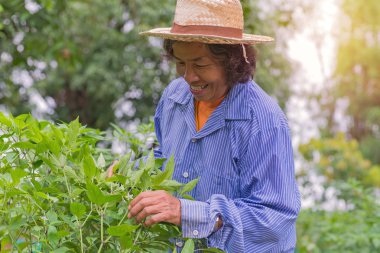 Acılı sebze bahçesi toplama ile üst düzey çiftçi kadın