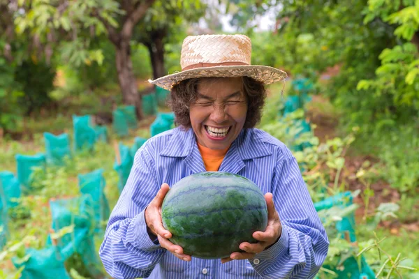 Senior farmer woman hold watermelon in farm. Focus on watermelon — Stock Photo, Image