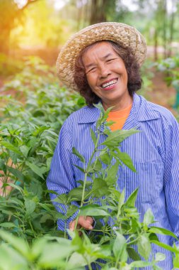 Acılı sebze bahçesi toplama ile üst düzey çiftçi kadın