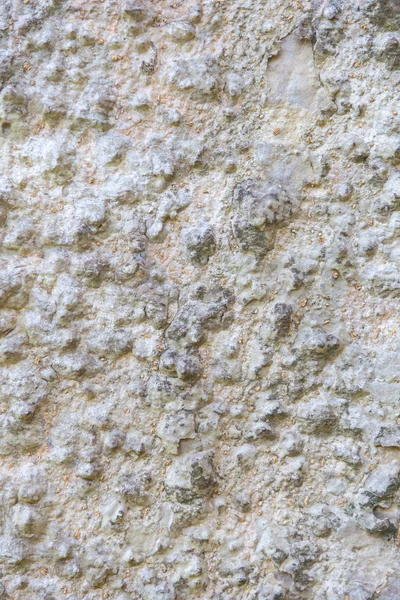 Motif de texture d'écorce d'arbre blanc pour le fond — Photo