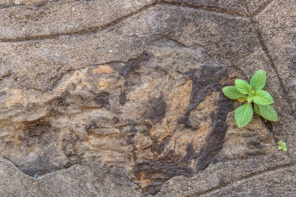 Plant little tree on old stone wall — 图库照片