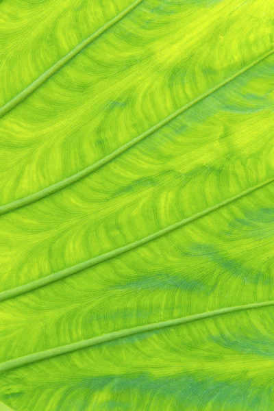 Texture of leaf abstract nature for background — Stock Photo, Image