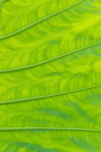 Textur des Blattes abstrakte Natur für Hintergrund — Stockfoto