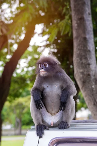 Portrét zahnědlé listy opice v národním parku — Stock fotografie