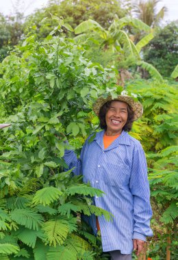 Üst düzey çiftçi kadın Sebze Bahçe