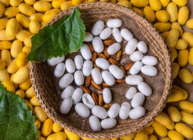 Silkworms bambu sepet ve kullanım için ipek kumaş iç içe