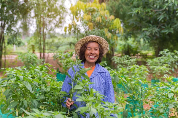 Senior farmer woman in the vegetable garden