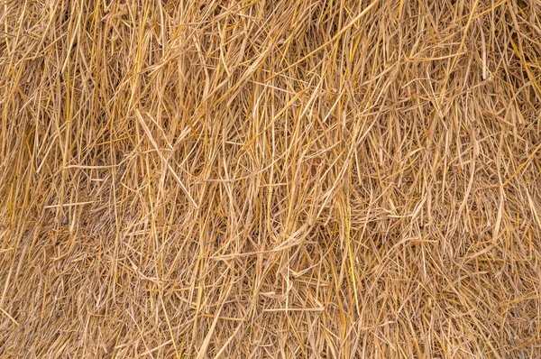 Högen av paddy bundle på fältet ris efter skörd — Stockfoto