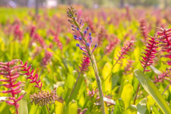 Colorato di fiore di Bromeliade in azienda agricola — Foto Stock