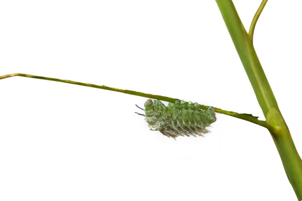 Fagara Silkworm on branches isolate on white background — Stock Photo, Image