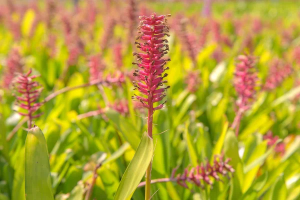Kolorowy kwiat nomów w gospodarstwo rolne — Zdjęcie stockowe