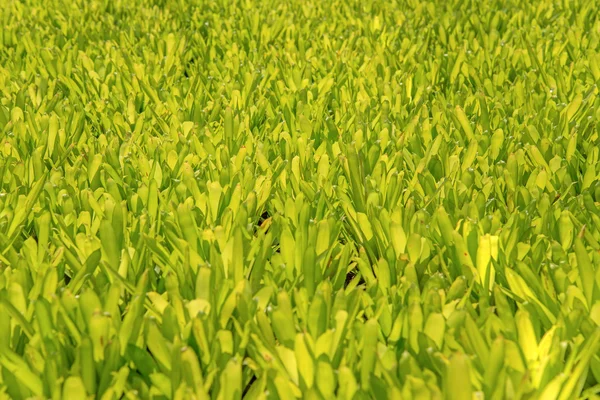农业农场为背景的绿叶 — 图库照片
