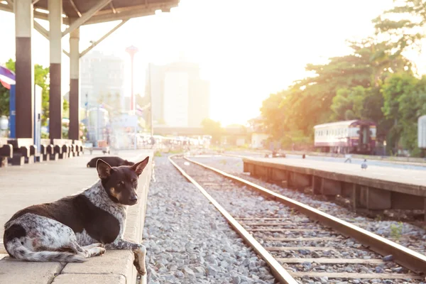 Perro esperando a su amo a la estación de tren de vapor retro —  Fotos de Stock